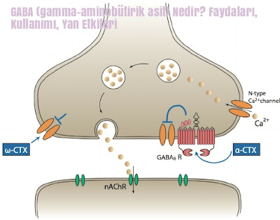 GABA (gamma-aminobütirik asit) Nedir? Faydaları, Kullanımı, Yan Etkileri