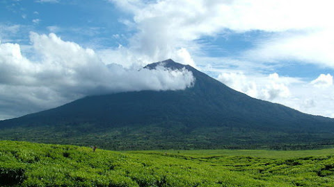 Teh Indonesia Juga Juara