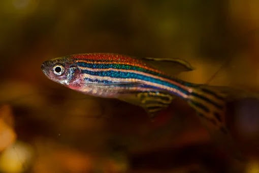 amazing transparent animals, facts , listadda amazing transparent animals, facts , listadda