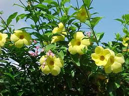 bunga alamanda | jual pohon alamanda