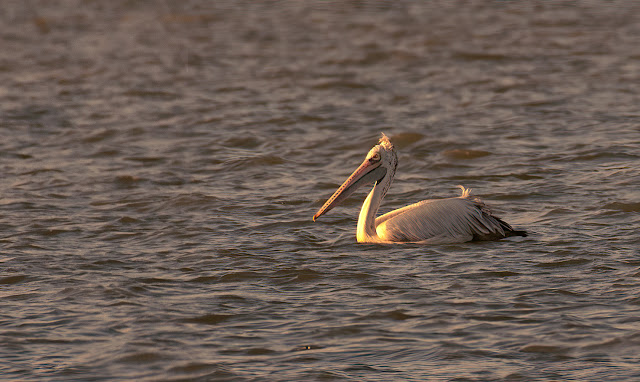 wetland water birds birding nature conservation travel pulicat lake chennai wildlife