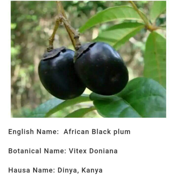 (Hausa: Ɗinya) - (English: African Balack Plum) - (Botanical: Vitex Doniana)