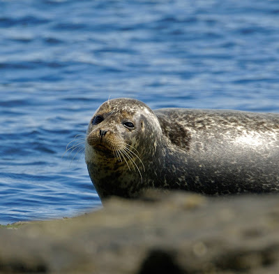 Common Seal Phoca vitulina