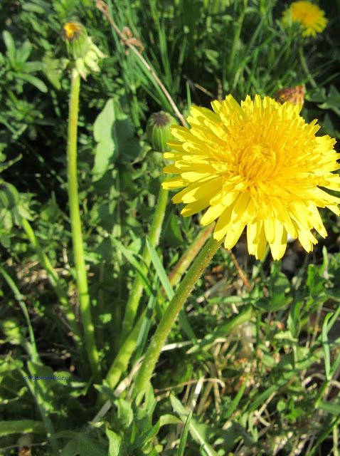 Voikukka - dandelion - Taraxacum officinale
