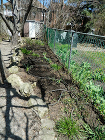 A Toronto Gardening Company Paul Jung Gardening Services Parkdale Spring Cleanup After