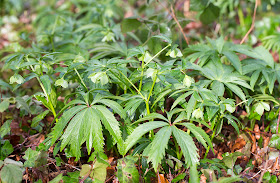 Green Hellebore, Helleborus viridis.  High Elms Country Park, 13 March 2014.