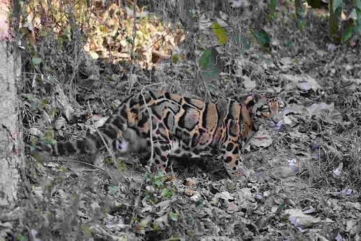 Clouded Leopard is among the biggest cats in the world you need to see.