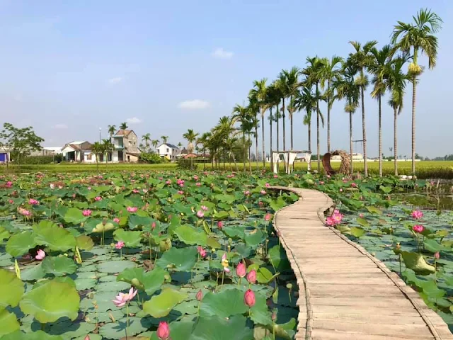 Sen house garden, chụp ảnh sen đà nẵng, chụp ảnh sen quảng nam