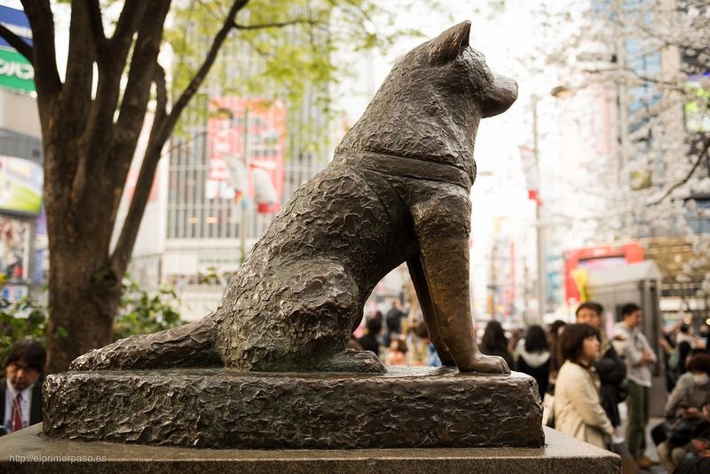 hachiko-2