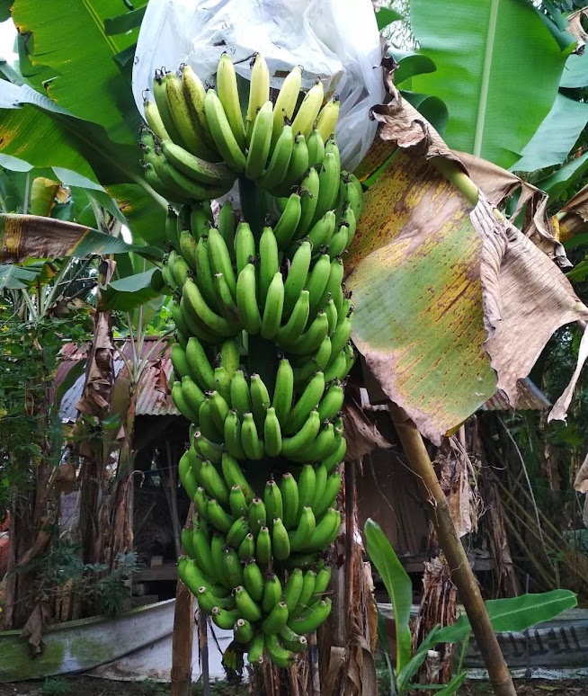 pisang mulyo jakarta