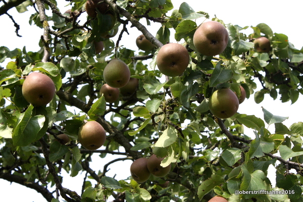 Streuobstwiesen in Deutschland