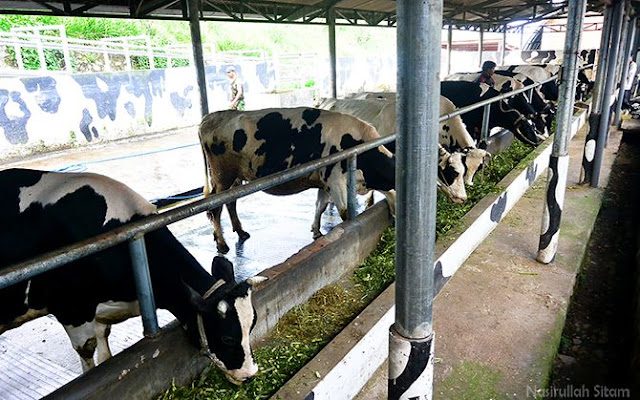 Sapi-sapi sedang asyik makan rumput di kandang