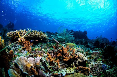 Indahnya terumbu karang di bawah laut Taman Laut Selat Pantar