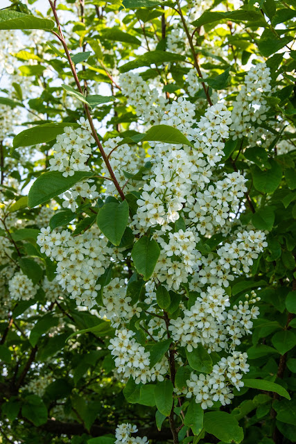 Blooms of  Bird Cherry or (Prunus padus) in field hedgerow