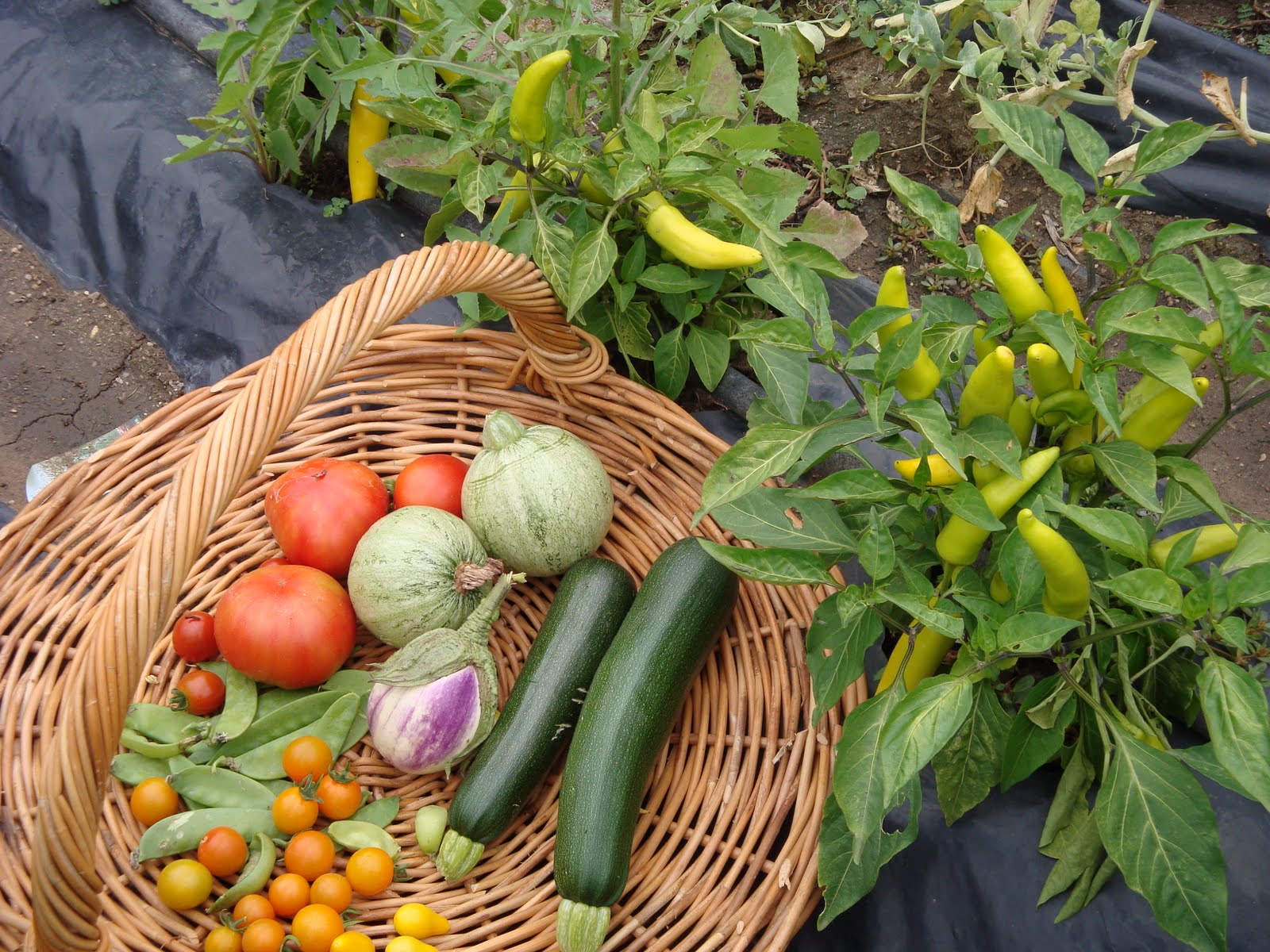 Kitchen Garden