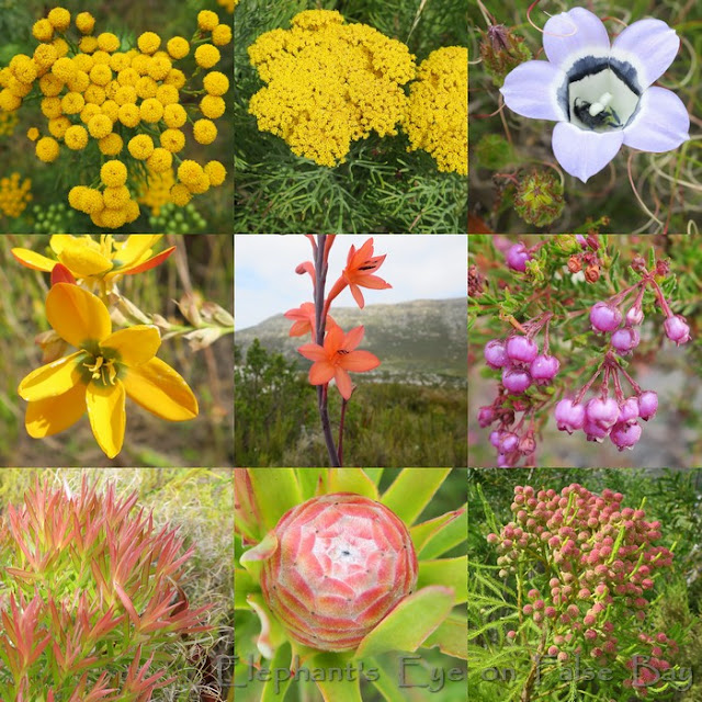 Silvermine flowers in December