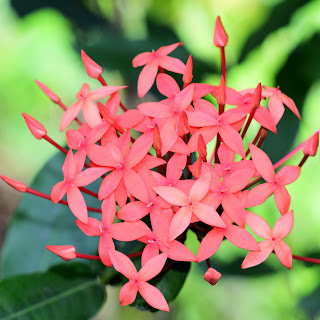 Puriscal, Costa Rica flower