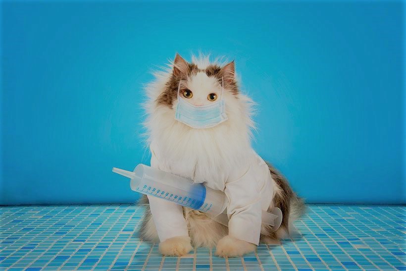 What should know about cats vaccination