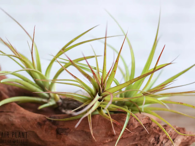 Tillandsia sparkler