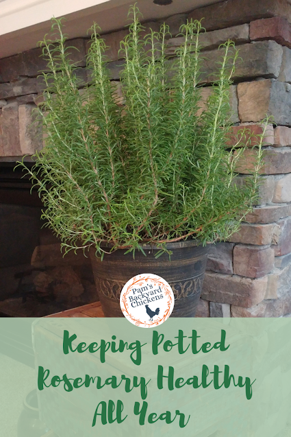 Find out how to bring your rosemary plant indoors and enjoy it for the winter and beyond.