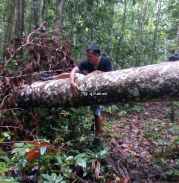 Pohon roboh di hutan Monkairi di sekitar Batu Lima Homestay Raja Ampat ⒸJelajahsuwanto