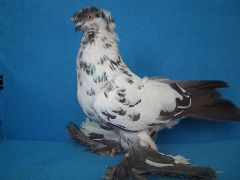 pigeons tumblers uzbek Pigeons History Tumbler Uzbek