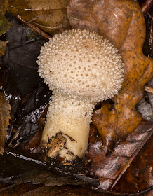 Common Puffball, Lycoperdon perlatum.  Trosley Country Park, 19 November 2013.