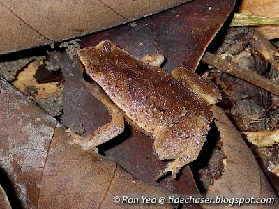 Black-spotted Sticky Frog (Kalophrynus pleurostigma)