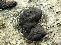 Annulohypoxylon multiforme