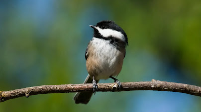 World's Smallest Birds