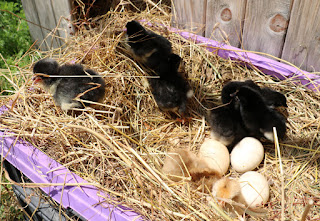 Little bundles of fluff running around