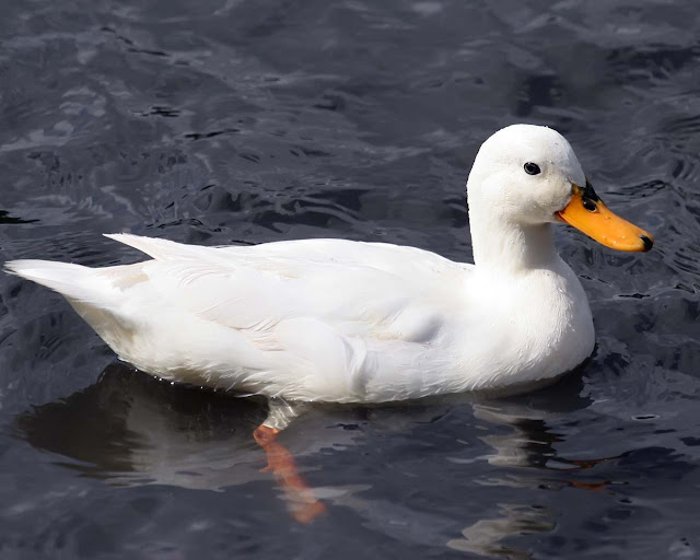 White-Duck