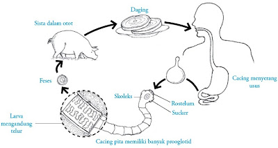 Siklus hidup Taenia solium