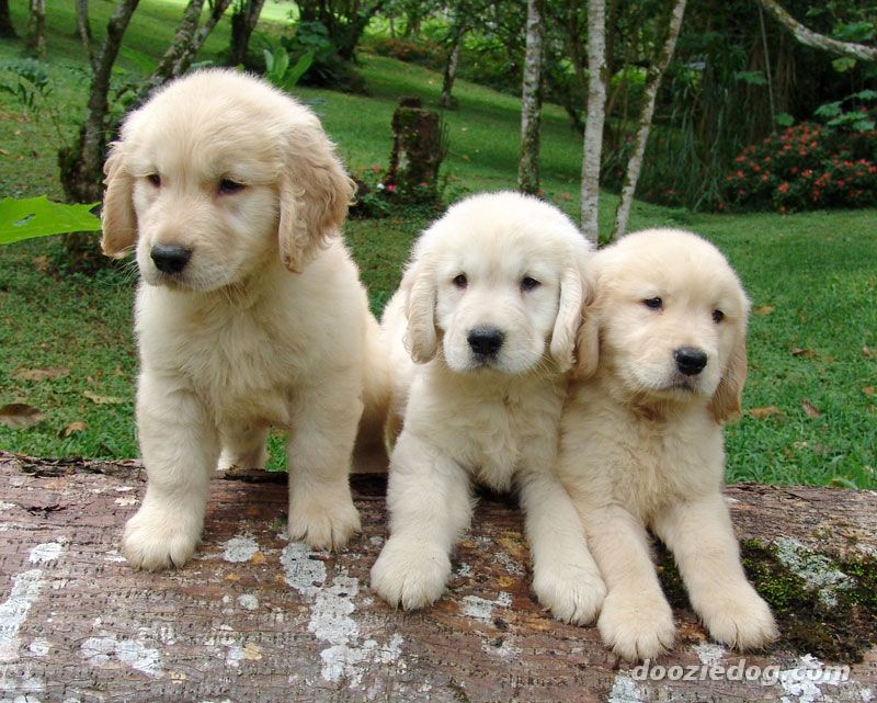 golden retriever puppies sleeping. It´s sick how cute this dogs