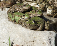 Rana común (Pelophylax perezi)