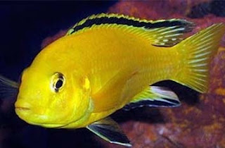 Ikan Lemon