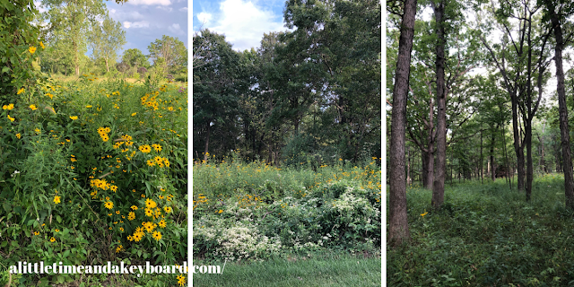 Summer at Old School Forest Preserve in Mettawa, IL is full of life and nature adventures!