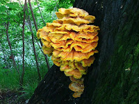 Laetiporus sulphureus