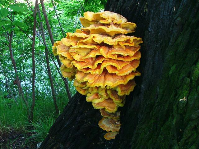 Laetiporus sulphureus