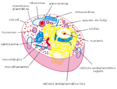 imagen de la celula animal. celula animal y celula