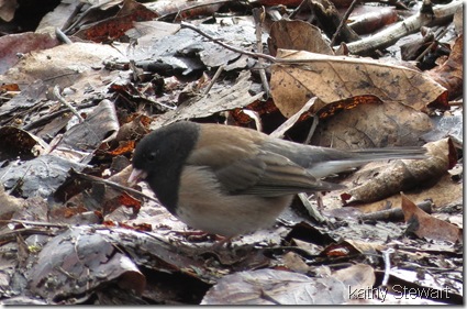 Dark Eyed Junco