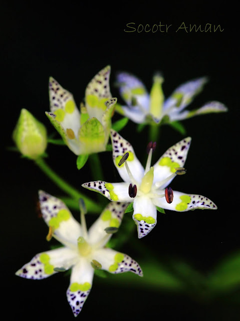 Swertia bimaculata