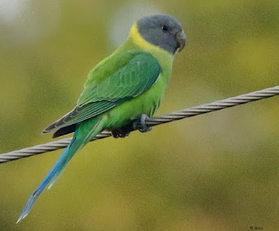 "Plum-headed Parakeet - Psittacula cyanocephala, sitting on a wire."