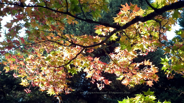 amazing autumn colors of maple foliage