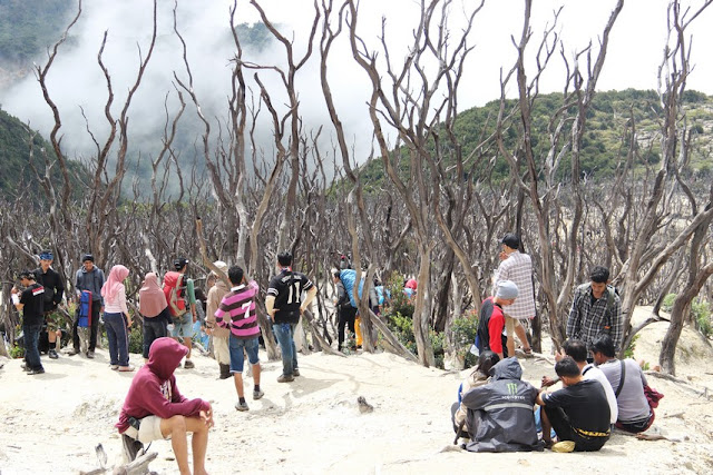 Dead Forest, Exotic Area in Mount Papandayan