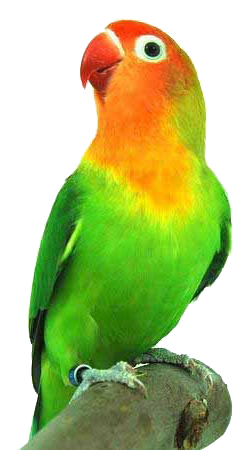  Gambar  PNG Gambar  Burung  Love Bird 