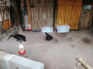 Cara Ternak Ayam Kampung Asli Yang Paling Menguntungkan ...