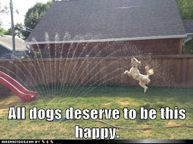 dog playing in a sprinkler, all dogs deserve to be this happy