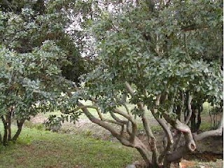 Pistacia lentiscus - lentisco, entina o mata charneca