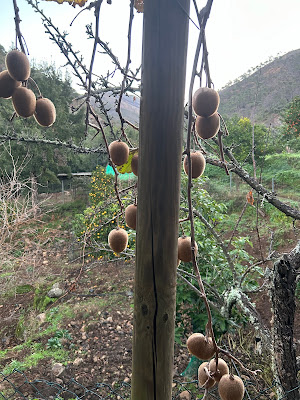 Picture of kiwis on a tree
